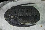 Cornuproetus Trilobite Fossil - Issoumour, Morocco #165882-5